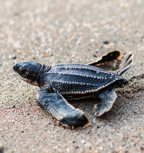 Liberación de tortugas marinas de julio a diciembre