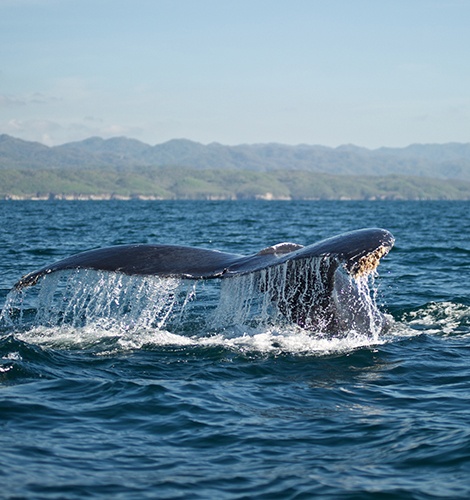 Cruceros de avistamiento de ballenas en Puerto Vallarta